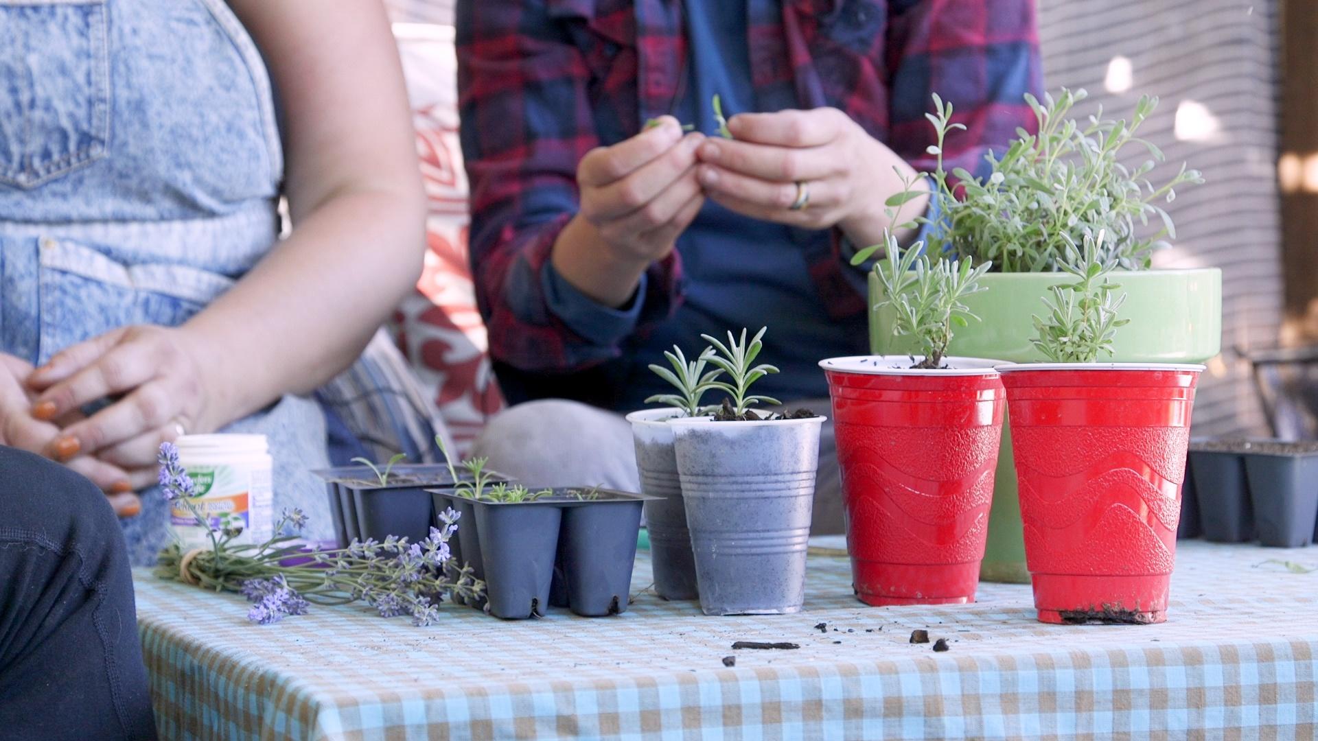 Various stages of lavender starts from propagation.