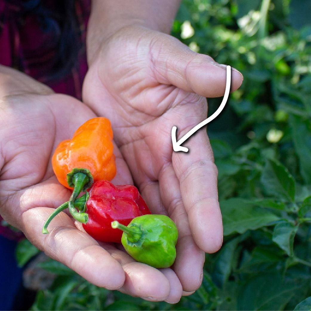 one green, one red, one orange pepper held in hands with arrow pointing to them