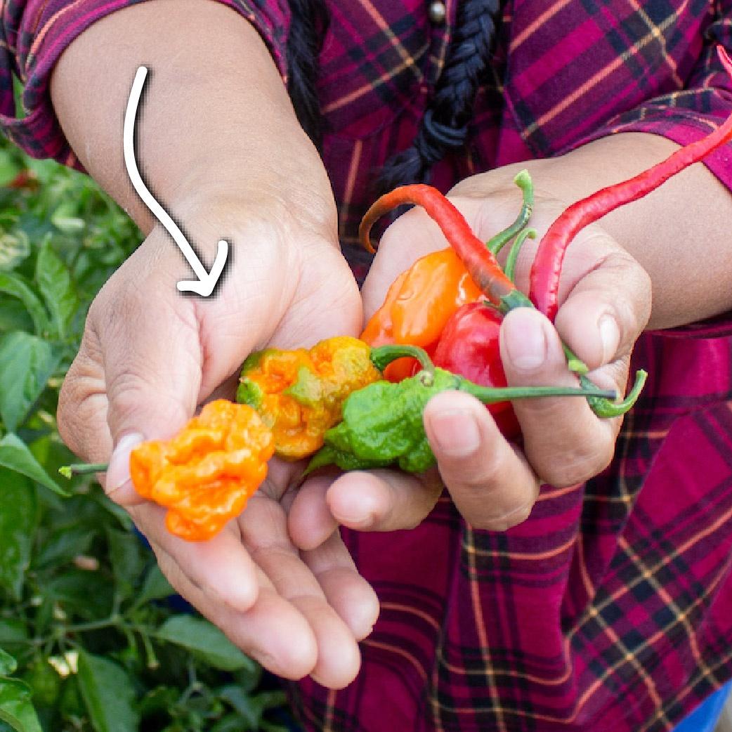 handful of peppers with arrow point to Carolina Reaper pepper