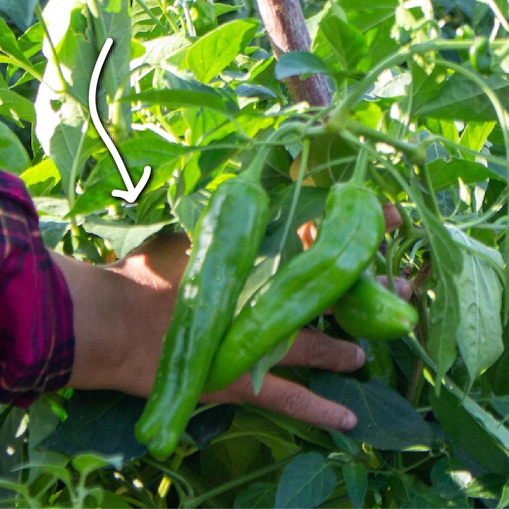 hand holding two long green peppers with arrow pointing to it