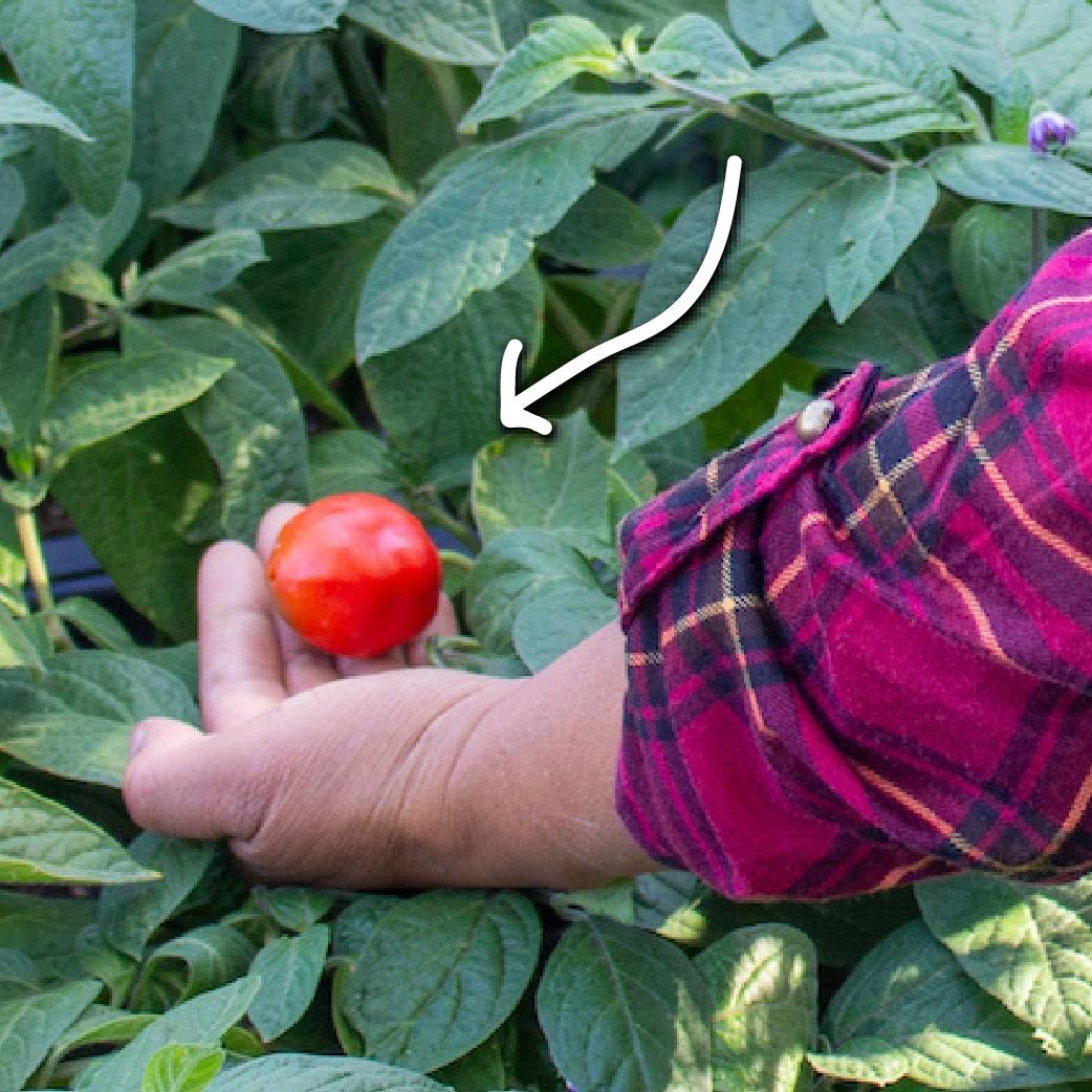 hand holding small round pepper with arrow pointing to it