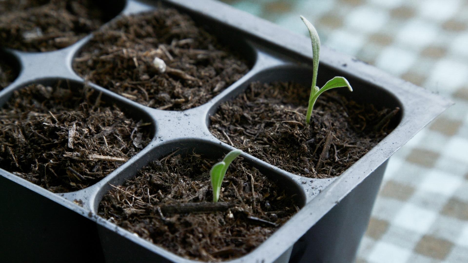 Lavender starts from propagation.