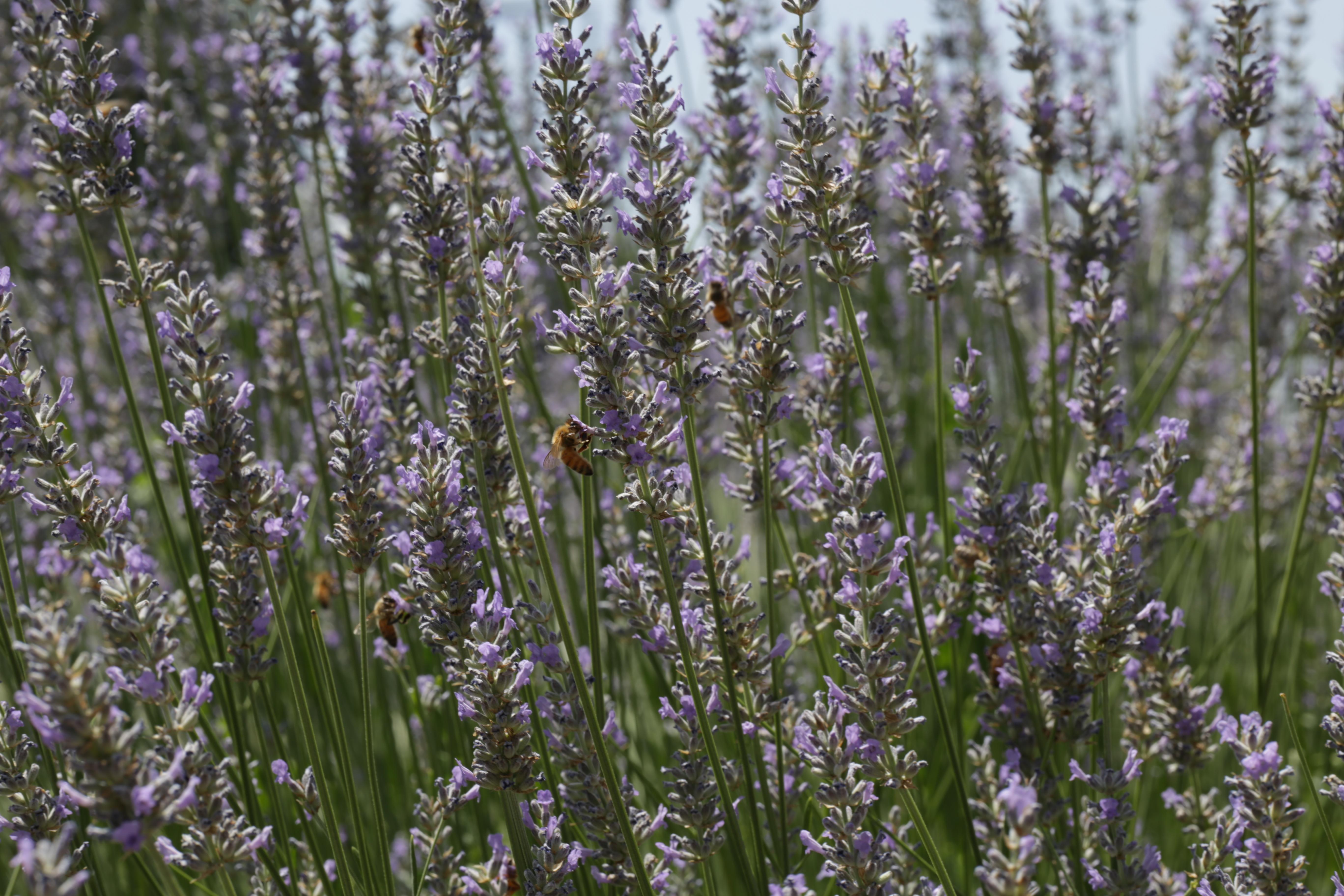 Honey Bees on lavender flowers.