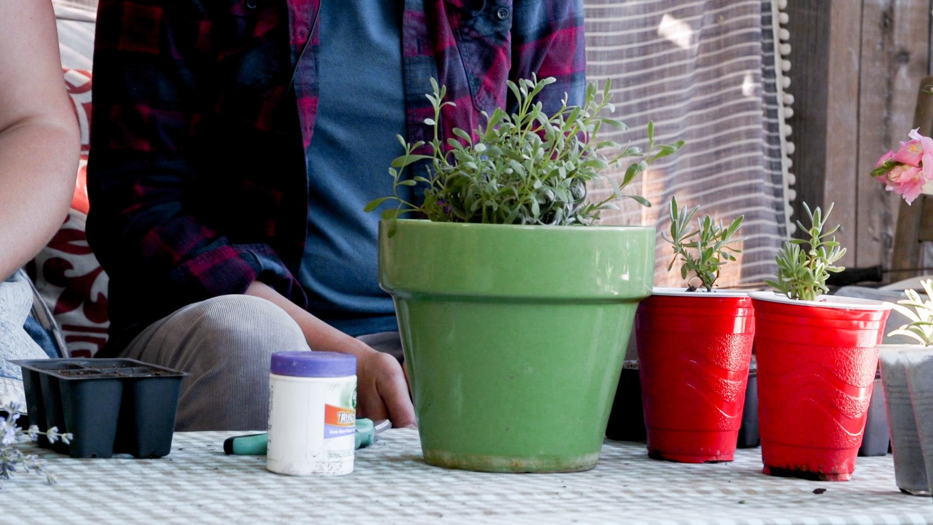 Growing containers, root hormone, scissors and the mother lavender plant. 