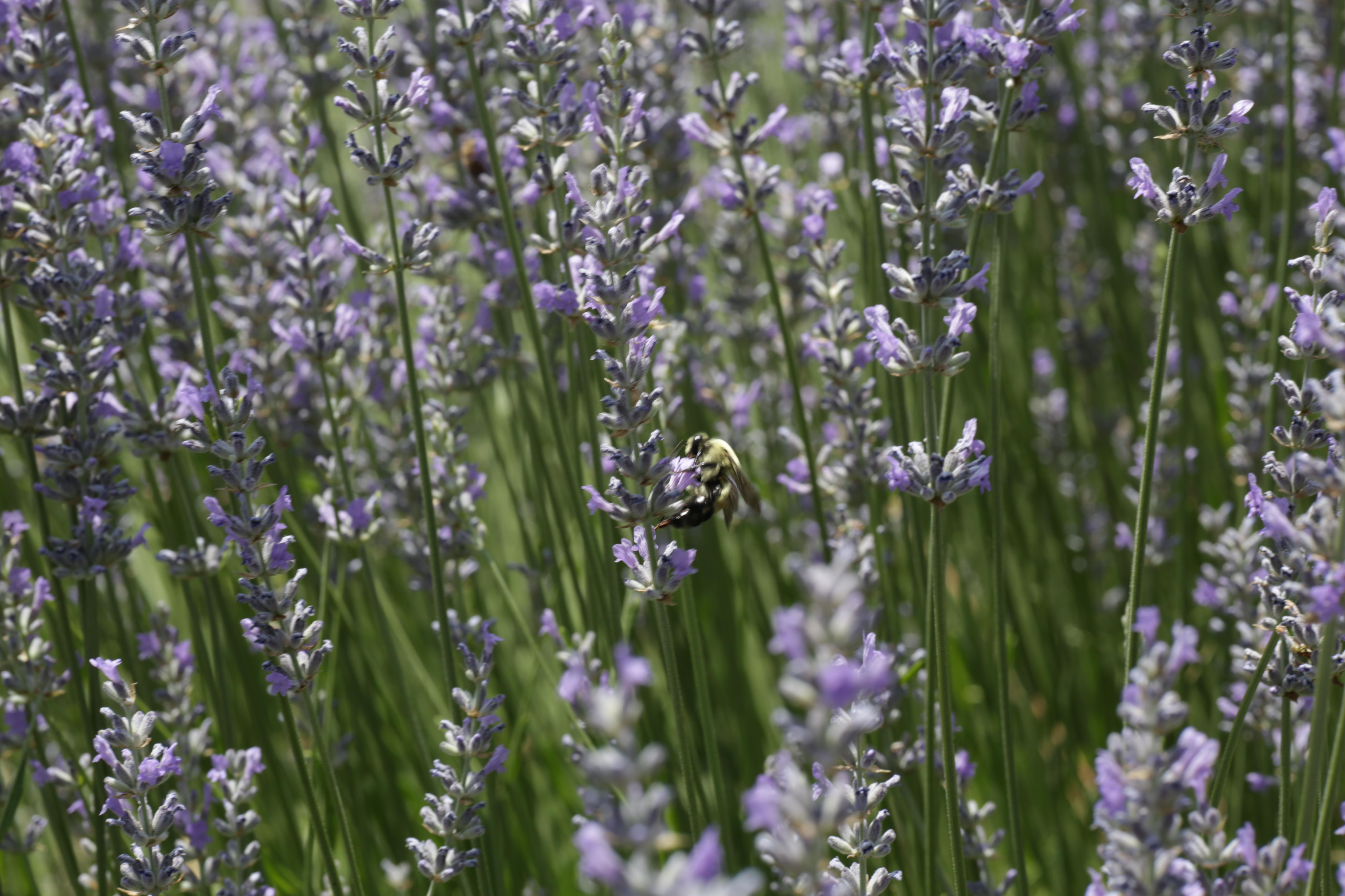 Bumble bee on lavender flower.