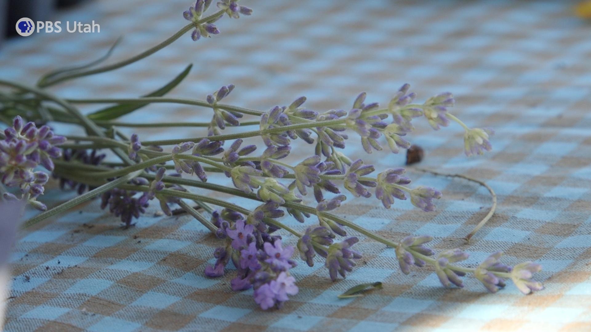 Flowering lavender.
