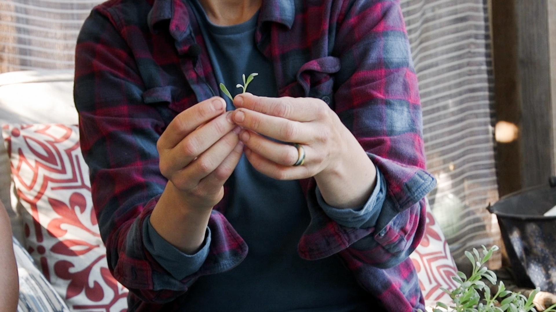 Trimming a softwood cutting for propagation.