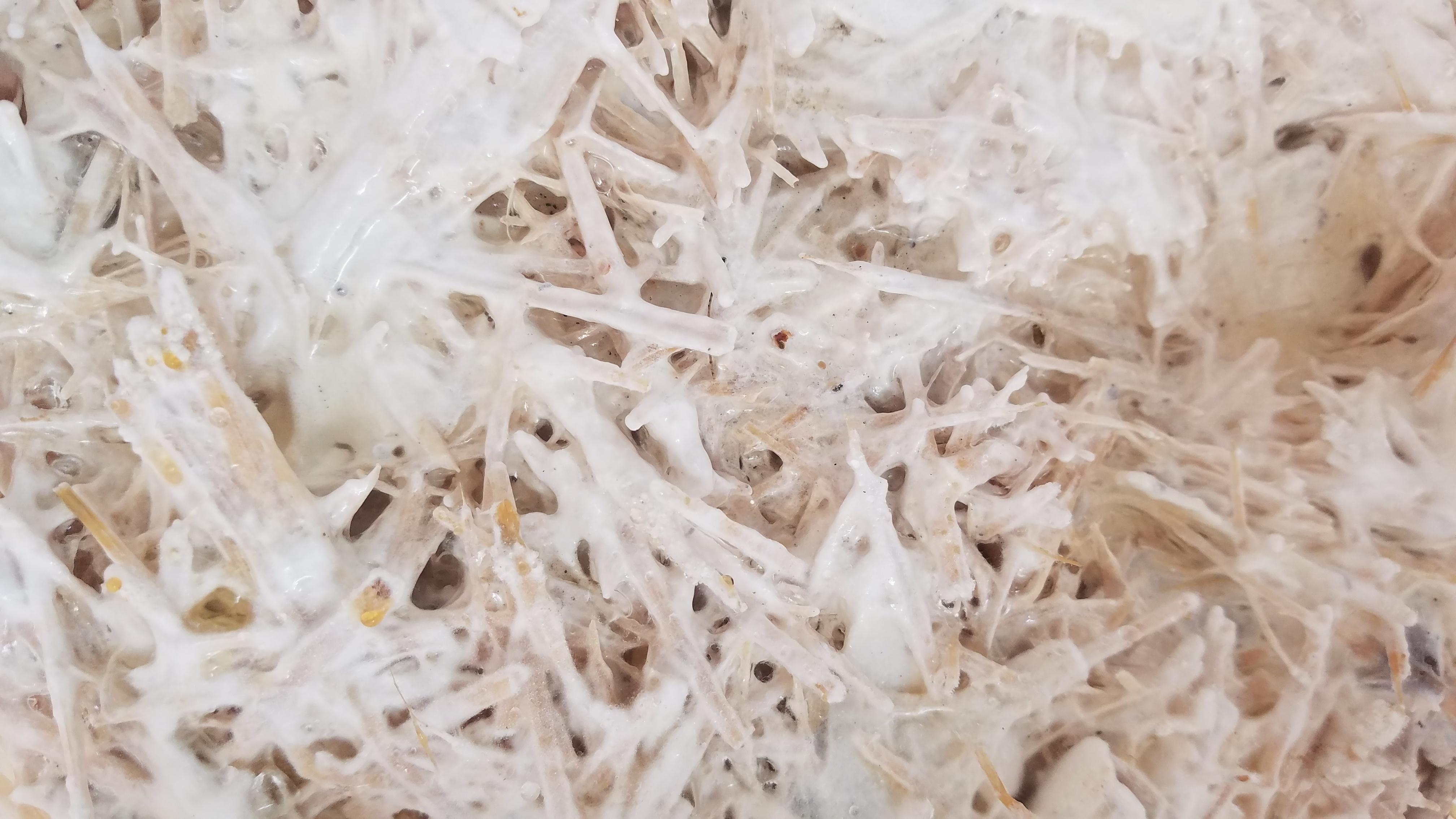 a number of overlapping tan and white straw looking mycelium fungi