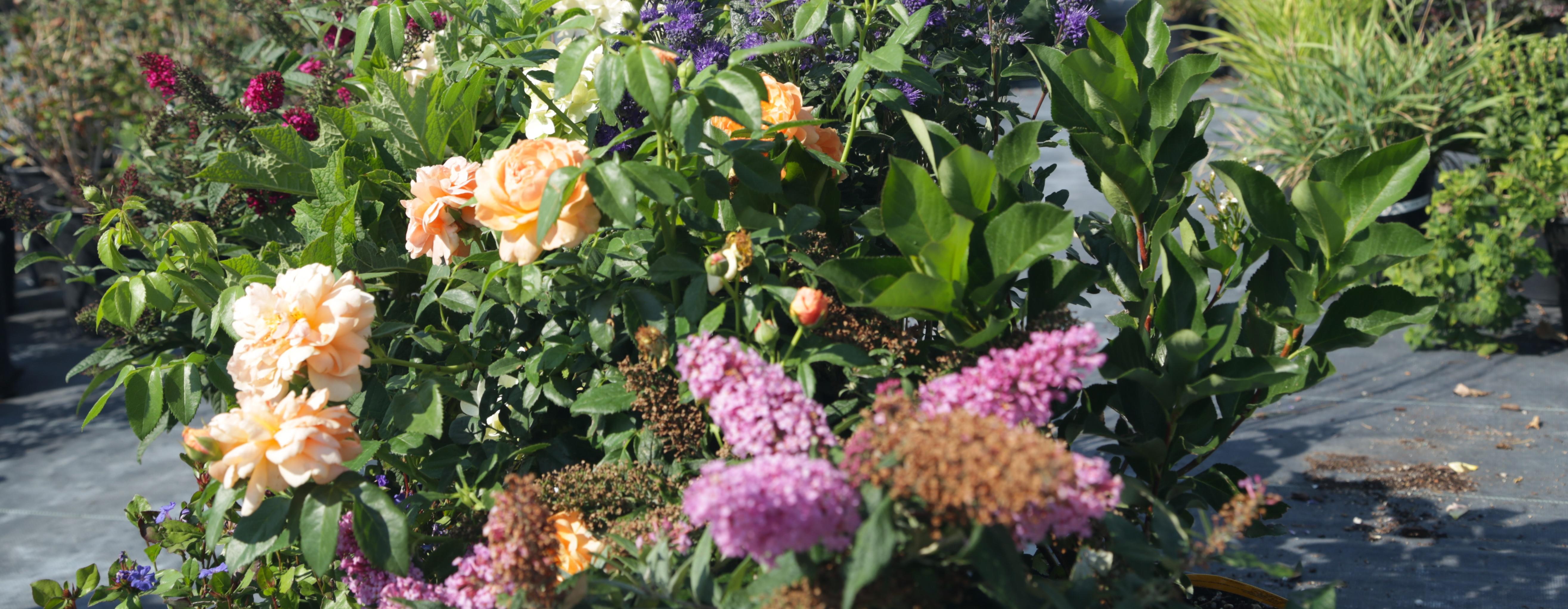 Colorful Fall Plants
