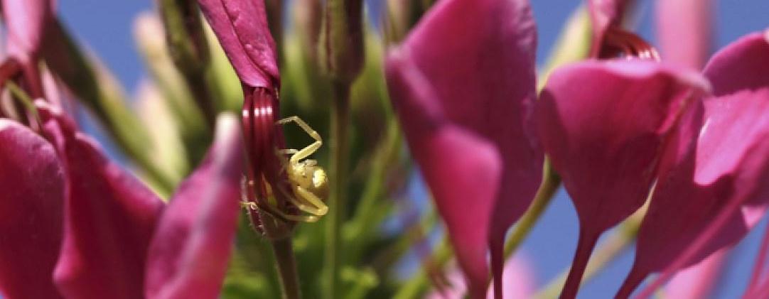 Up close picture of flower and spider