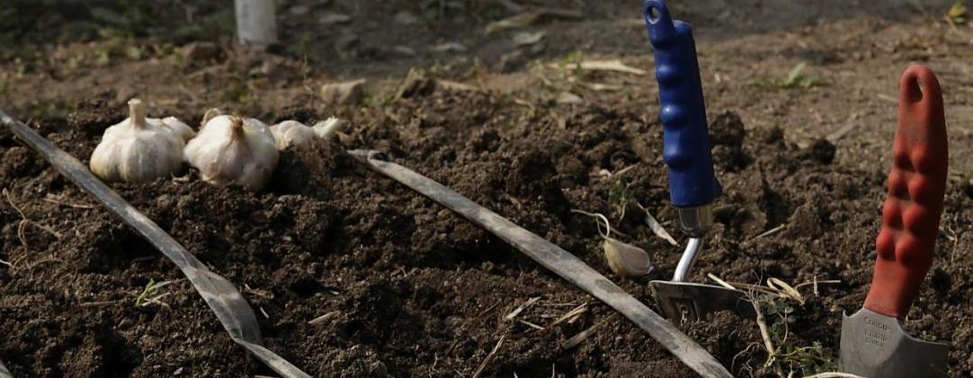 garlic bulbs in the soil