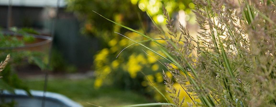 Salt Lake City Backyard Garden