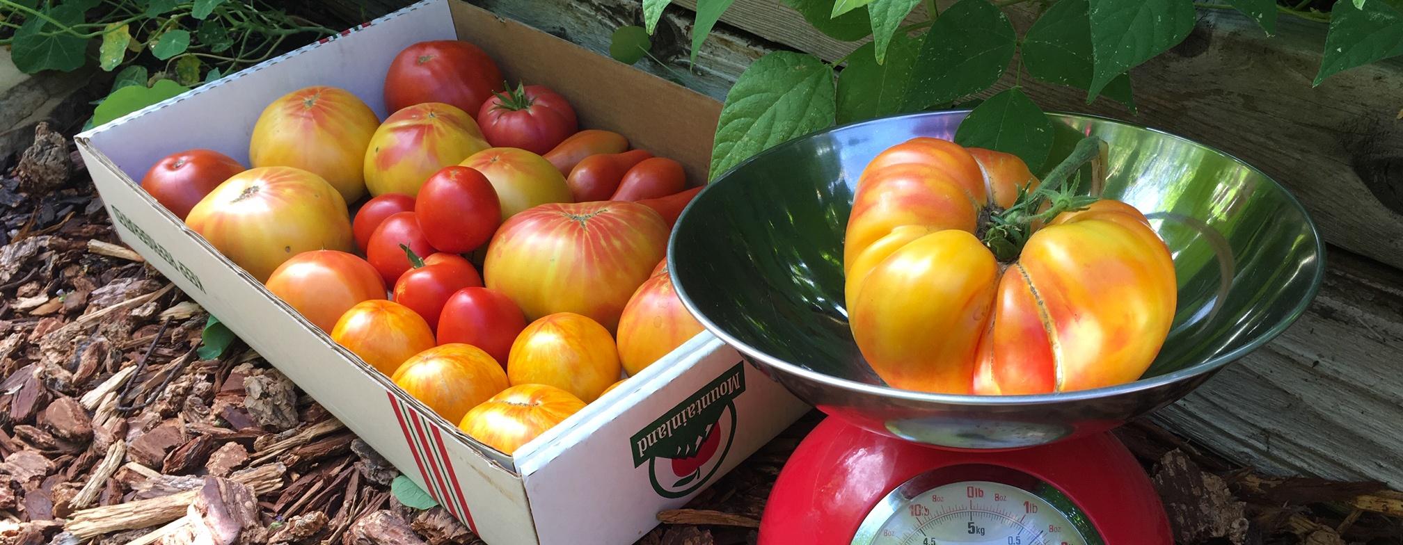 Weighing tomatoes