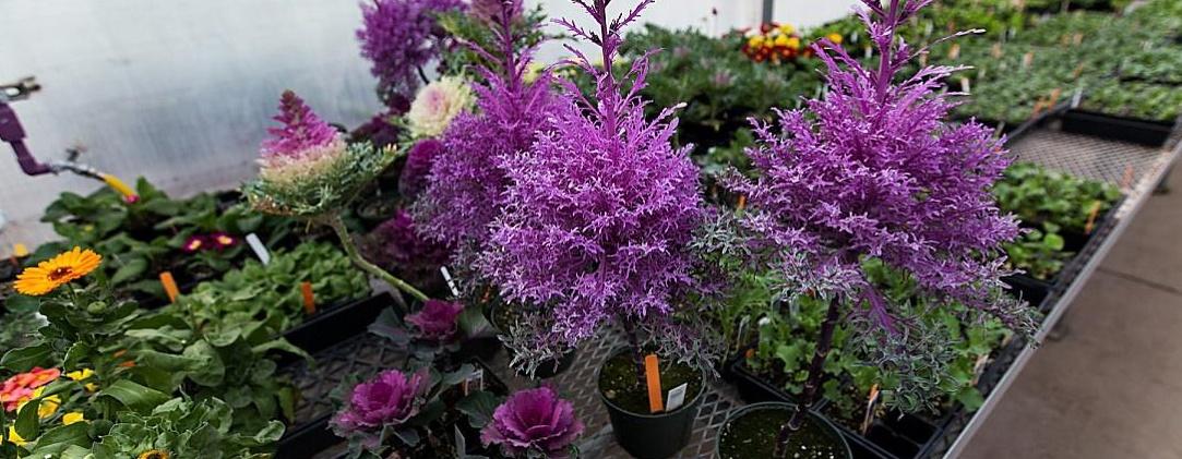 Various array of greenhouse plants