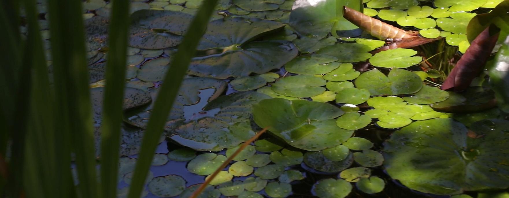 Pond with lilypads