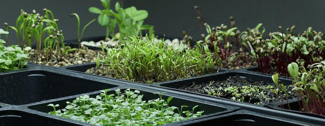 Sprouts in grow trays