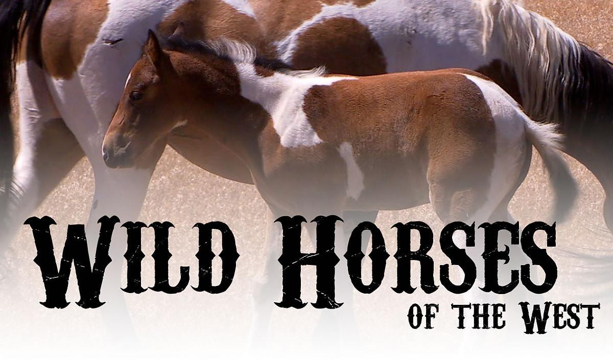 Wild Horses of the West, a KUED/PBS Utah Film
