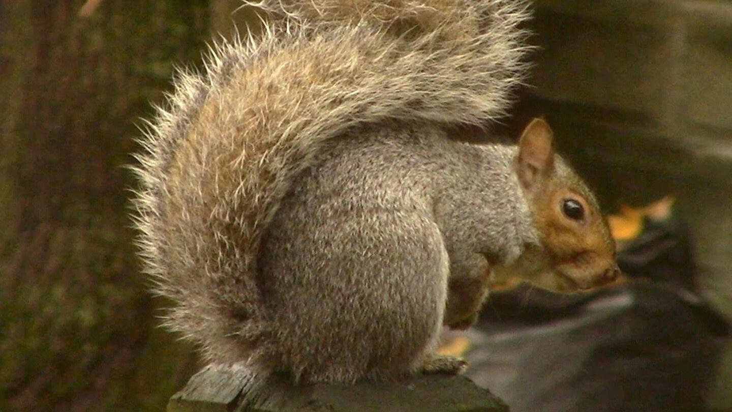 photo of  a squirrel