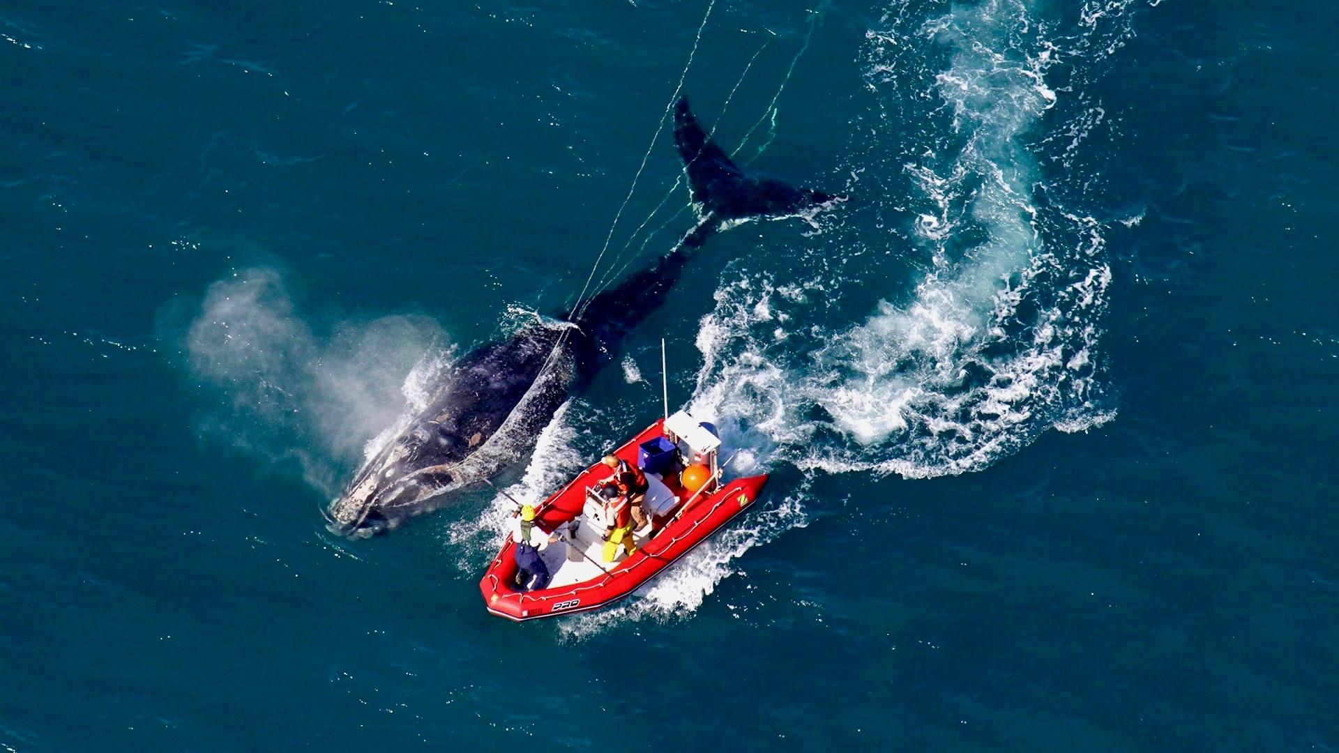 Image of a whale next to a boat.