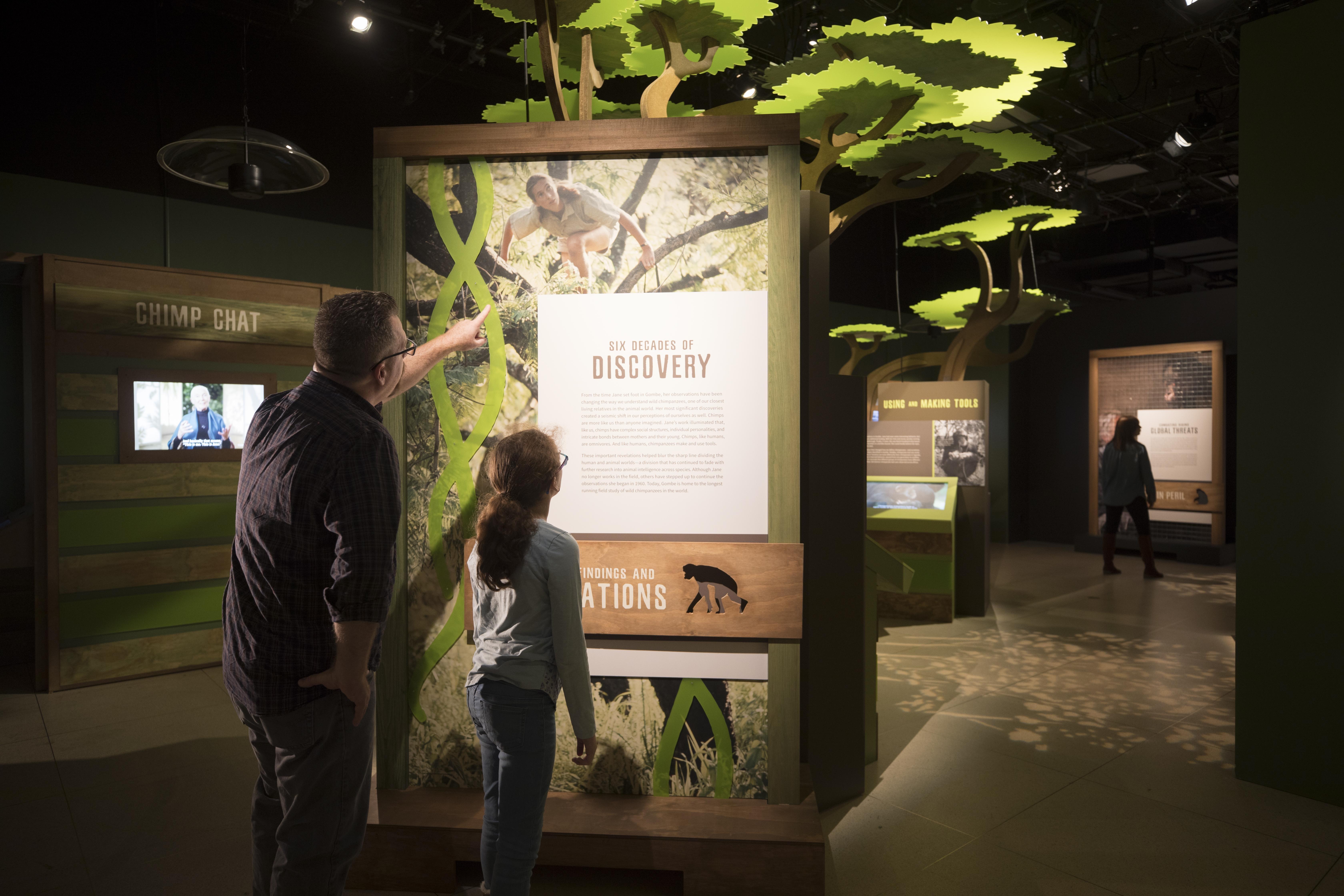 Man and child exploring Jane Goodall exhibit