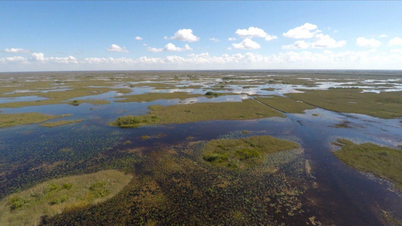 Battleground Everglades Gallery