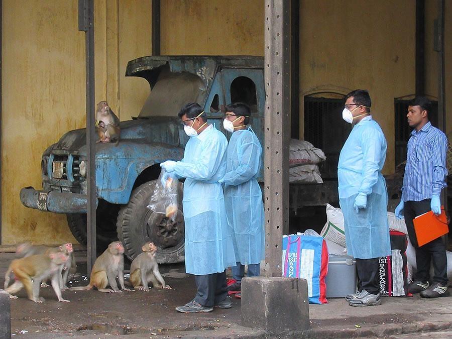 several men wearing medical coats feed a group of monkeys