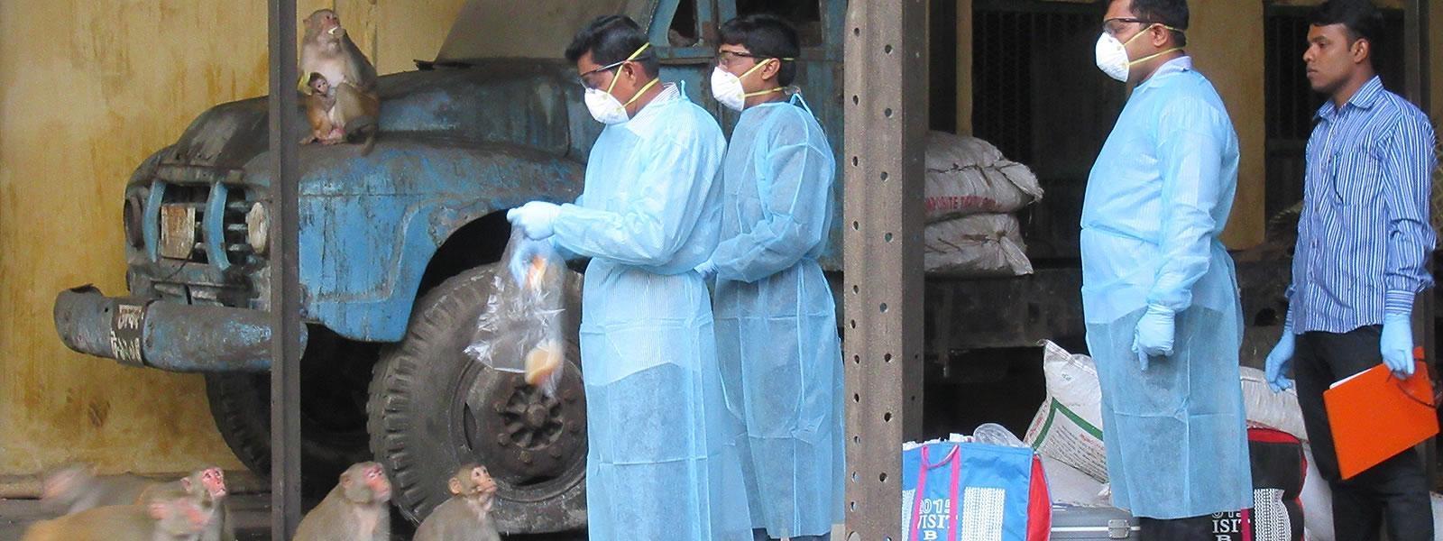 people dressed in surgical gowns giving food to wild monkeys