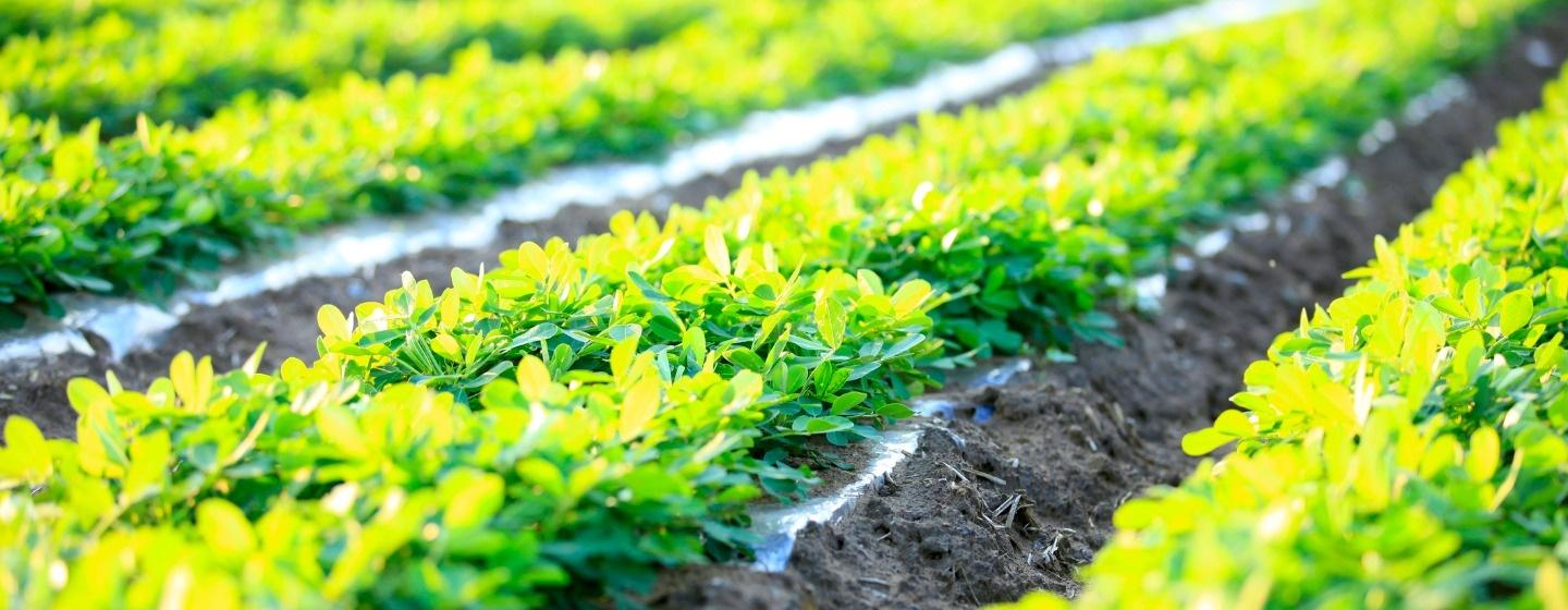 A field of peanut plants