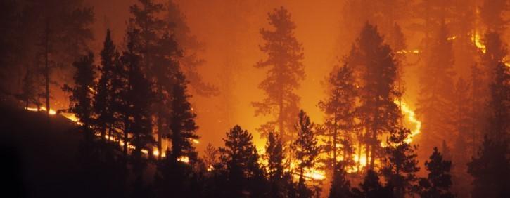 Fires are blazing through pine trees.
