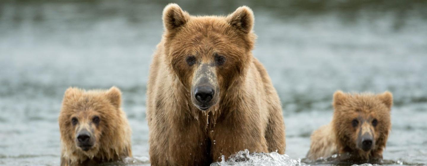 A bear and two cubs walking through a river