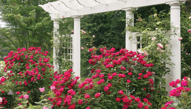 National Knockout Day Celebration and Open Garden