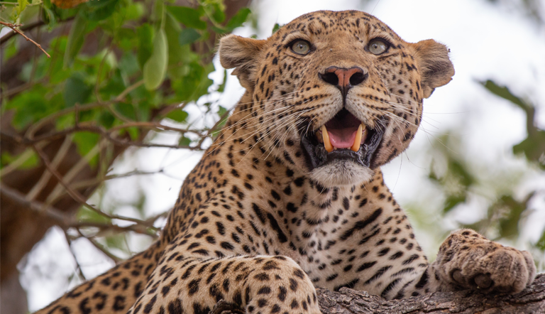 Big Cats, Season 2 // 6-part series Premieres 7PM Wednesday, September 10 CH10