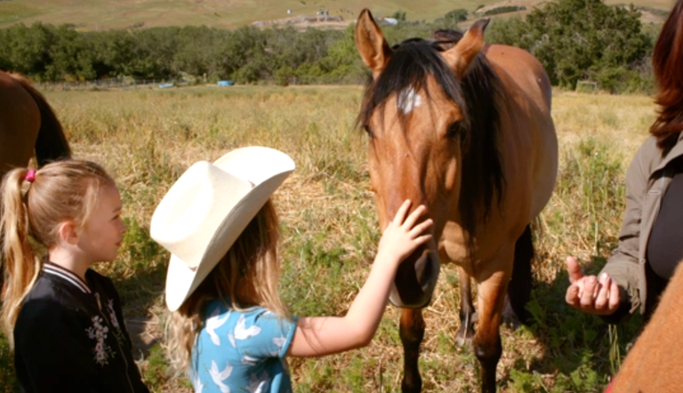 Mustangs: America’s Wild Horses