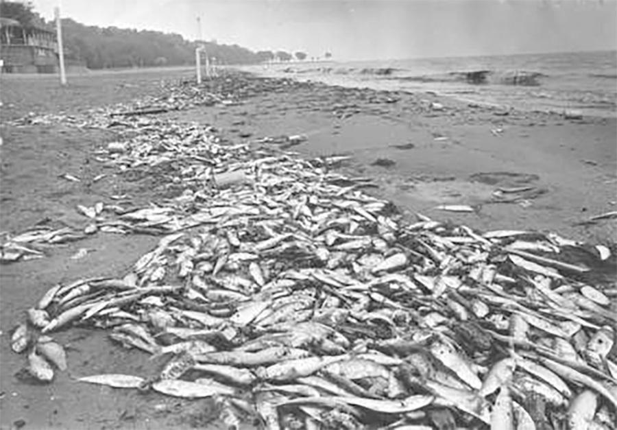 Photo of Dead Alewives On Milwaukee's Beaches in the 1960s