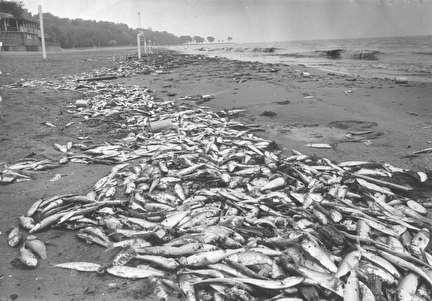 Photo of Dead Alewives On Milwaukee's Beaches in 1960s