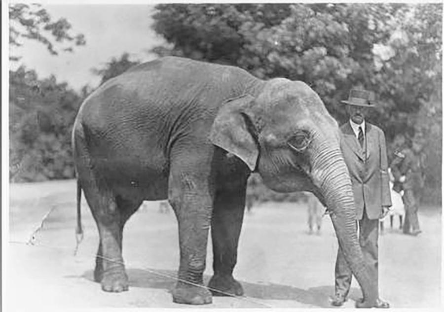 Photo of Elephant at Washington Park Zoo