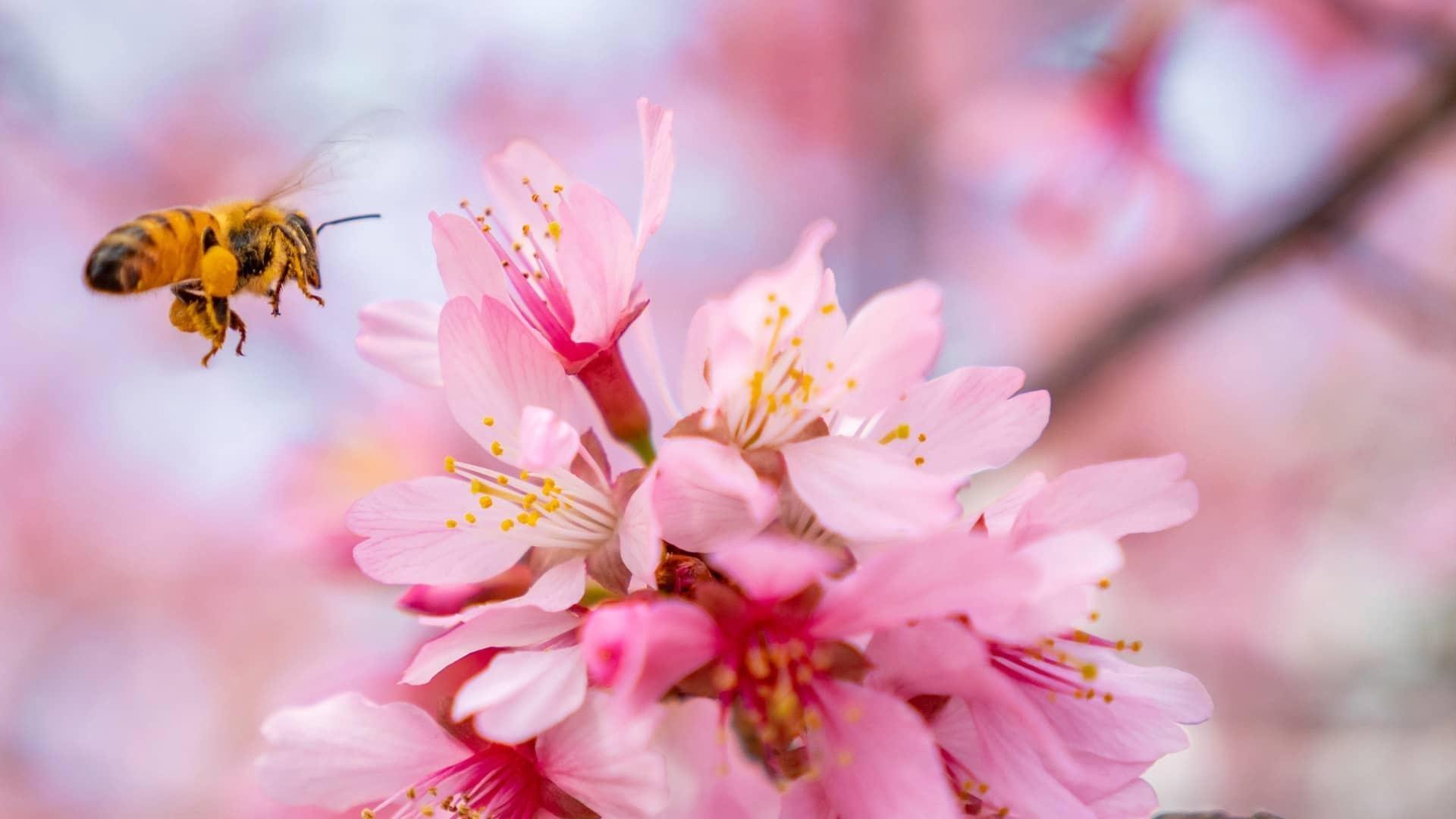 A bee hovers over a pink flower