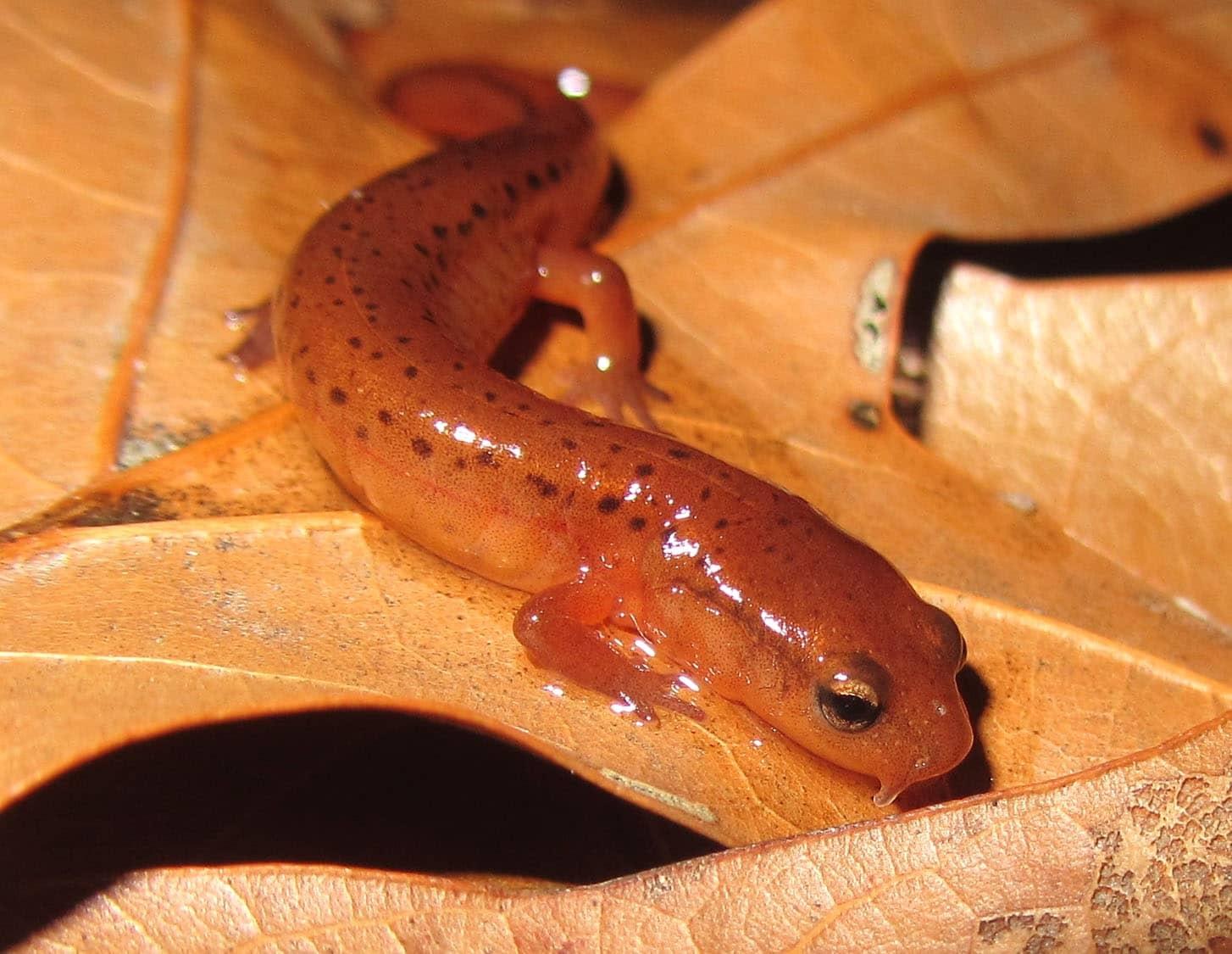 Carolina Sandhills Salamander on dry brown leaves.