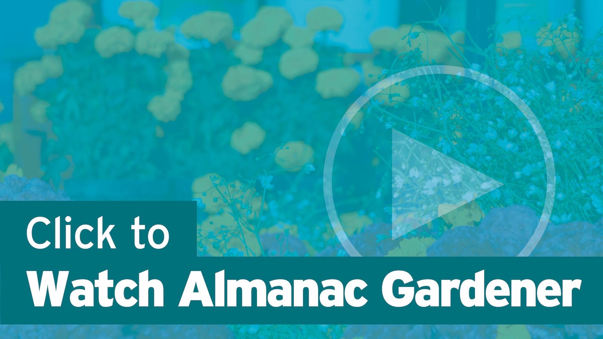 Click Here to Watch Almanac Gardner