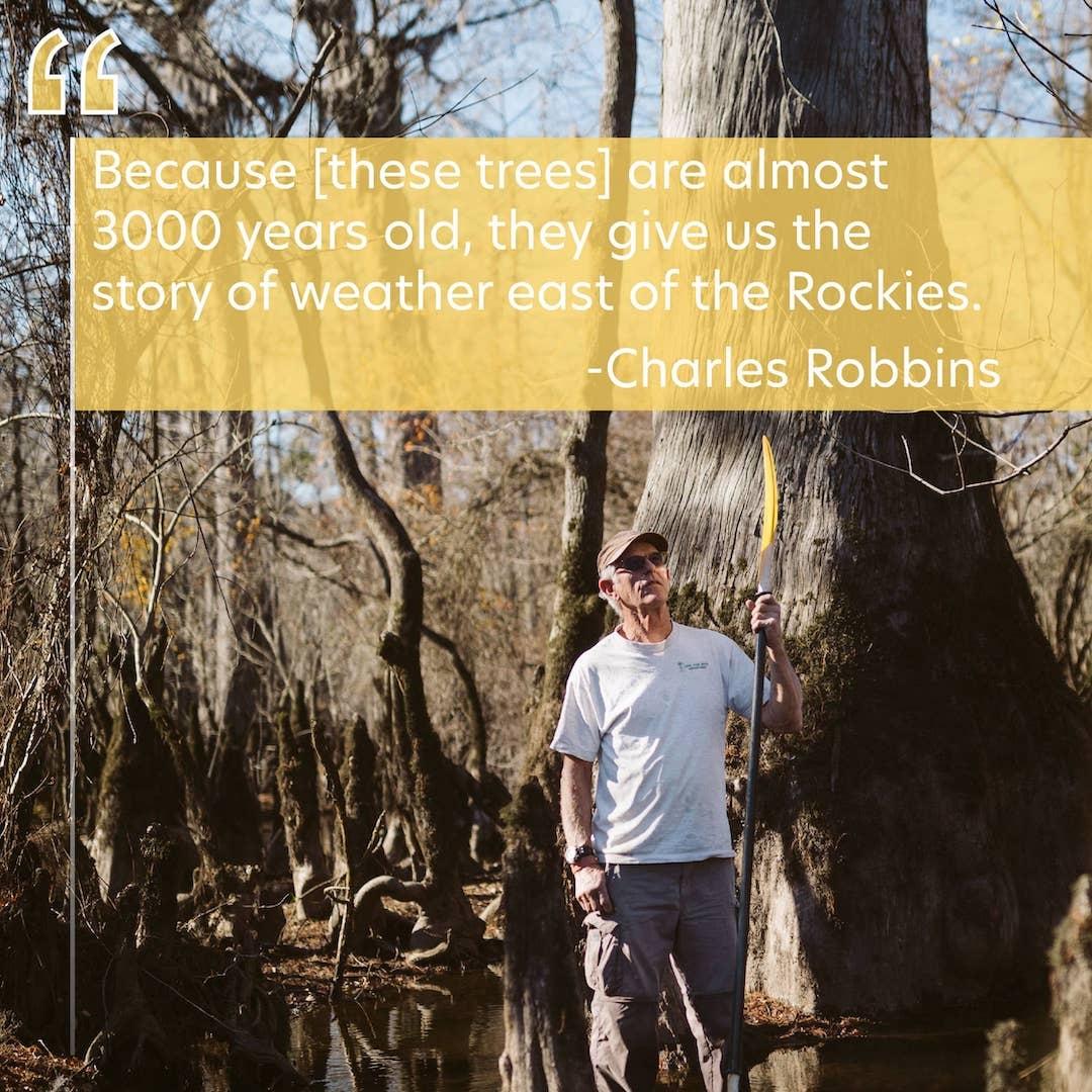 Charles looks up among the trees. Text is "Because [these trees] are almost 3000 years old, they give us the story of weather east of the Rockies." -Charles Robbins
