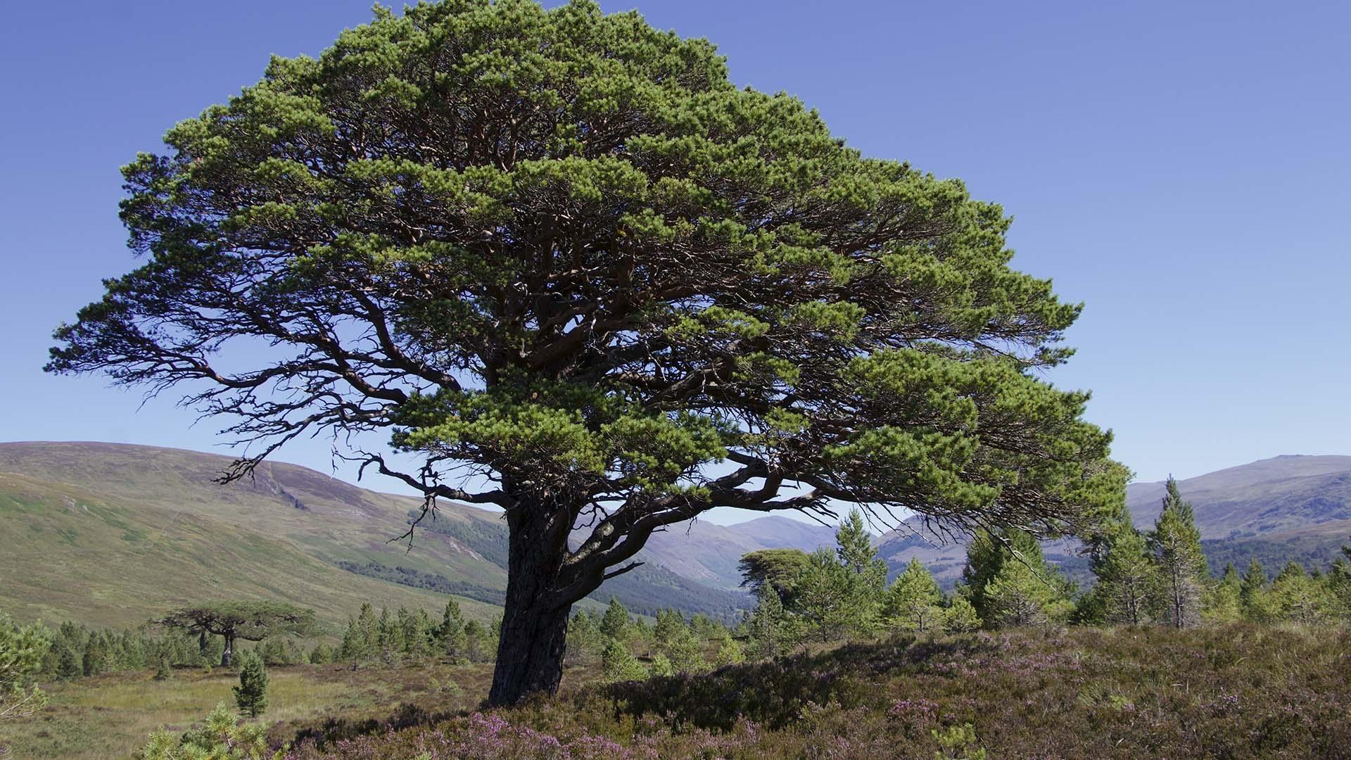 scene from Nature: Wildheart