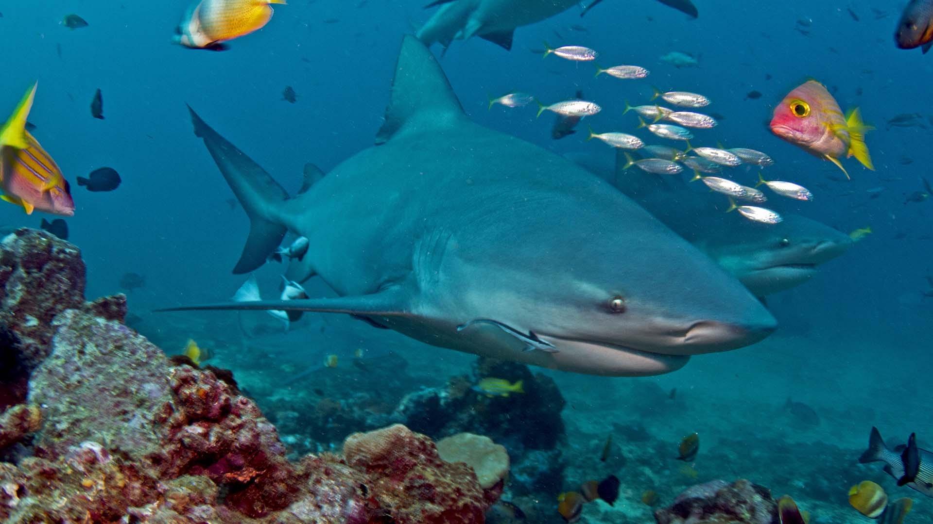 scene from Soul of the Ocean