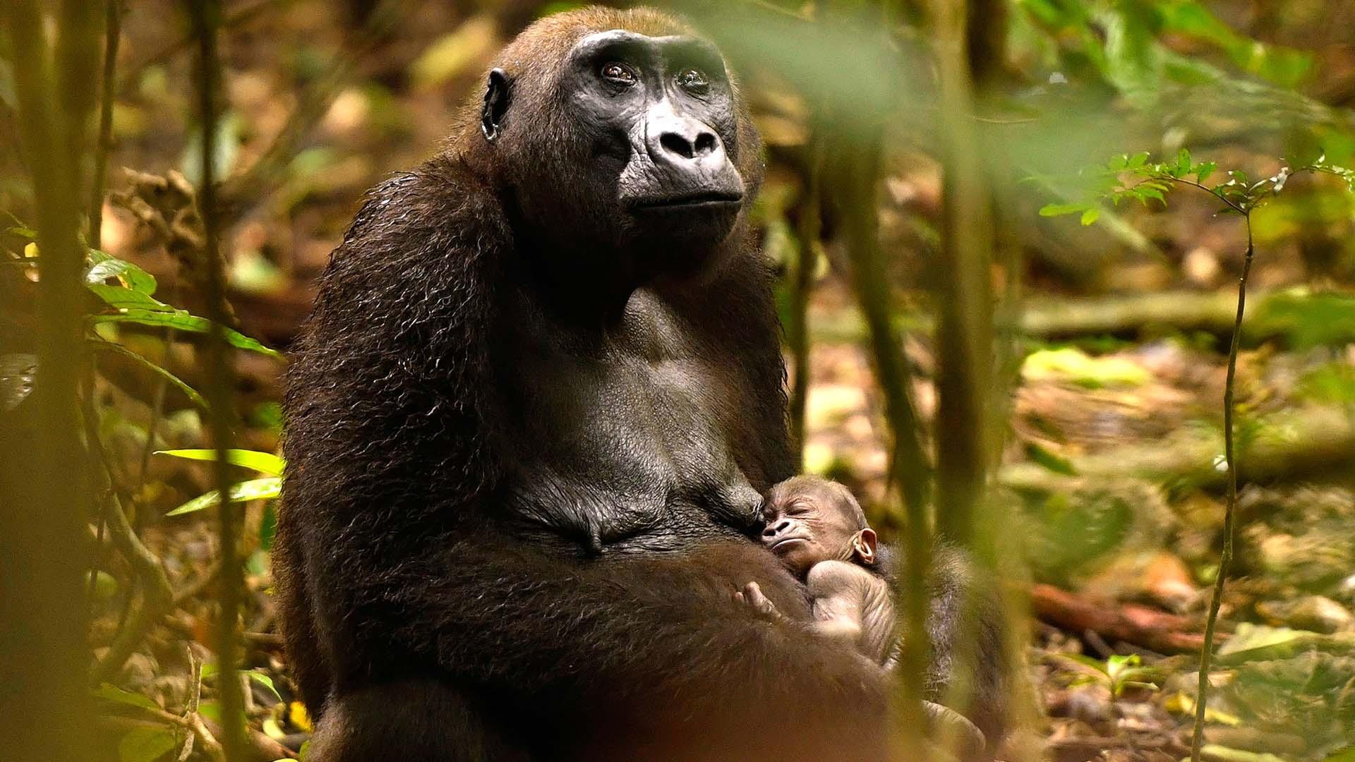 gorilla