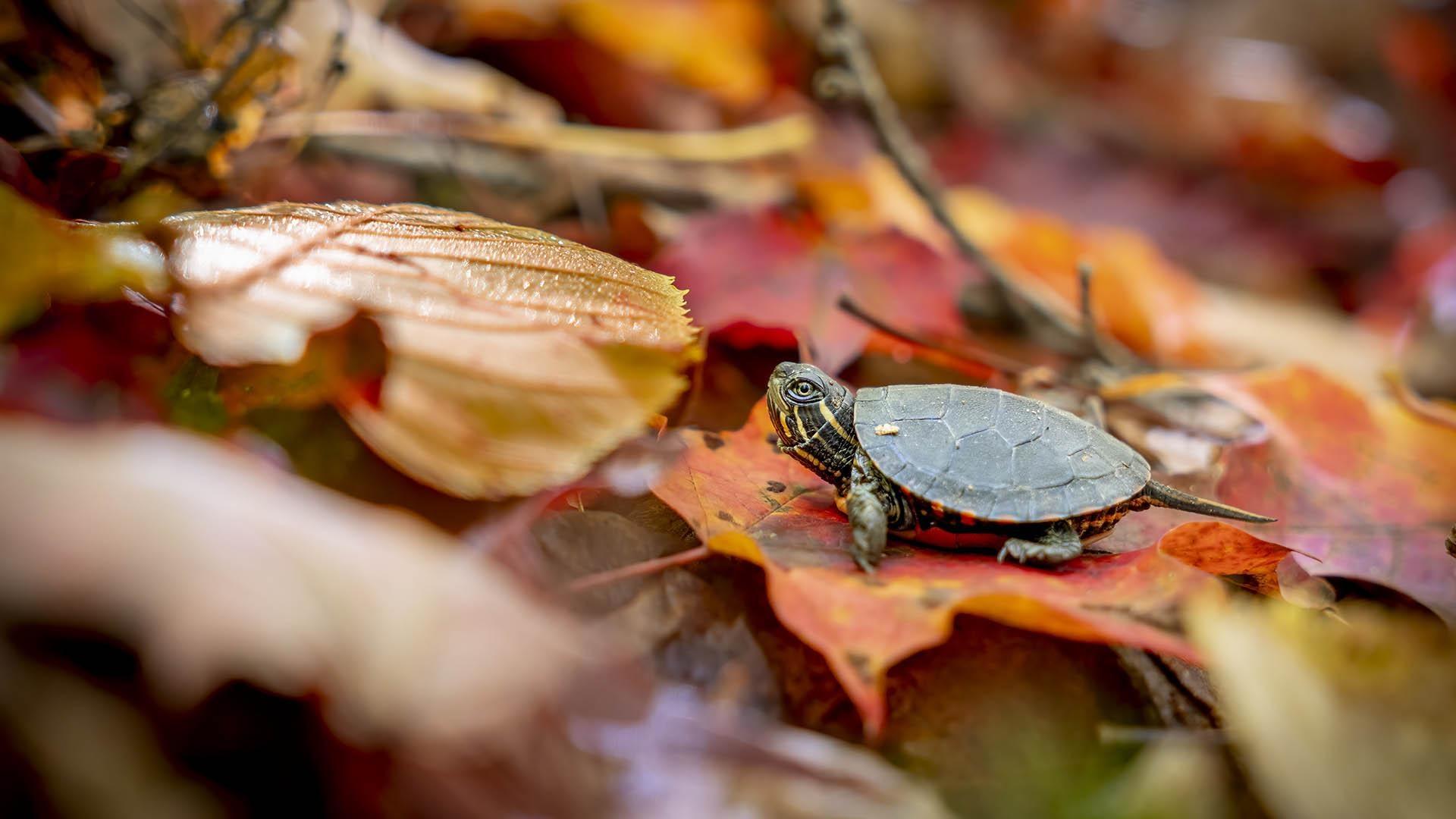 Turtle