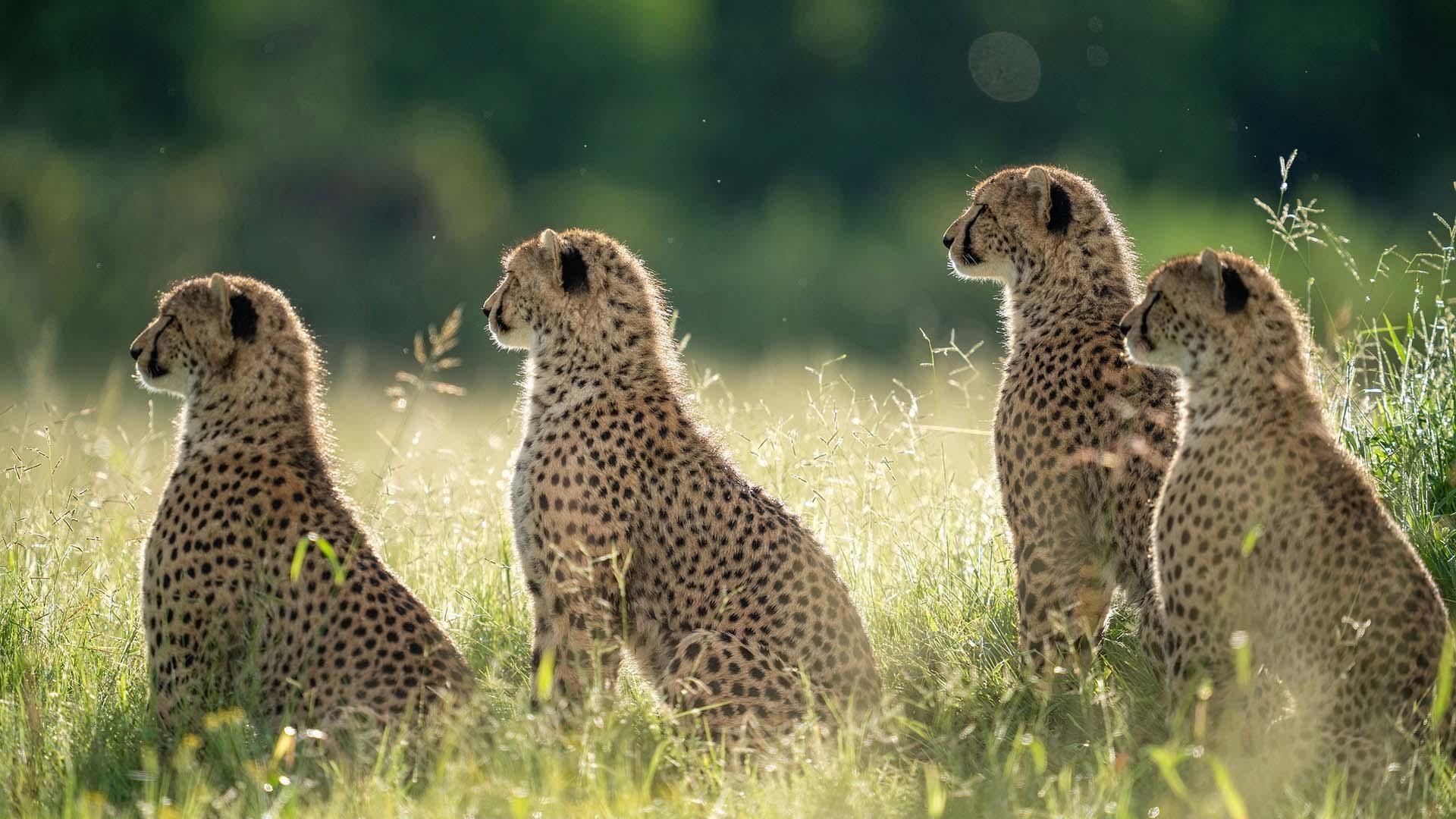 scene from Big Cats, Small World