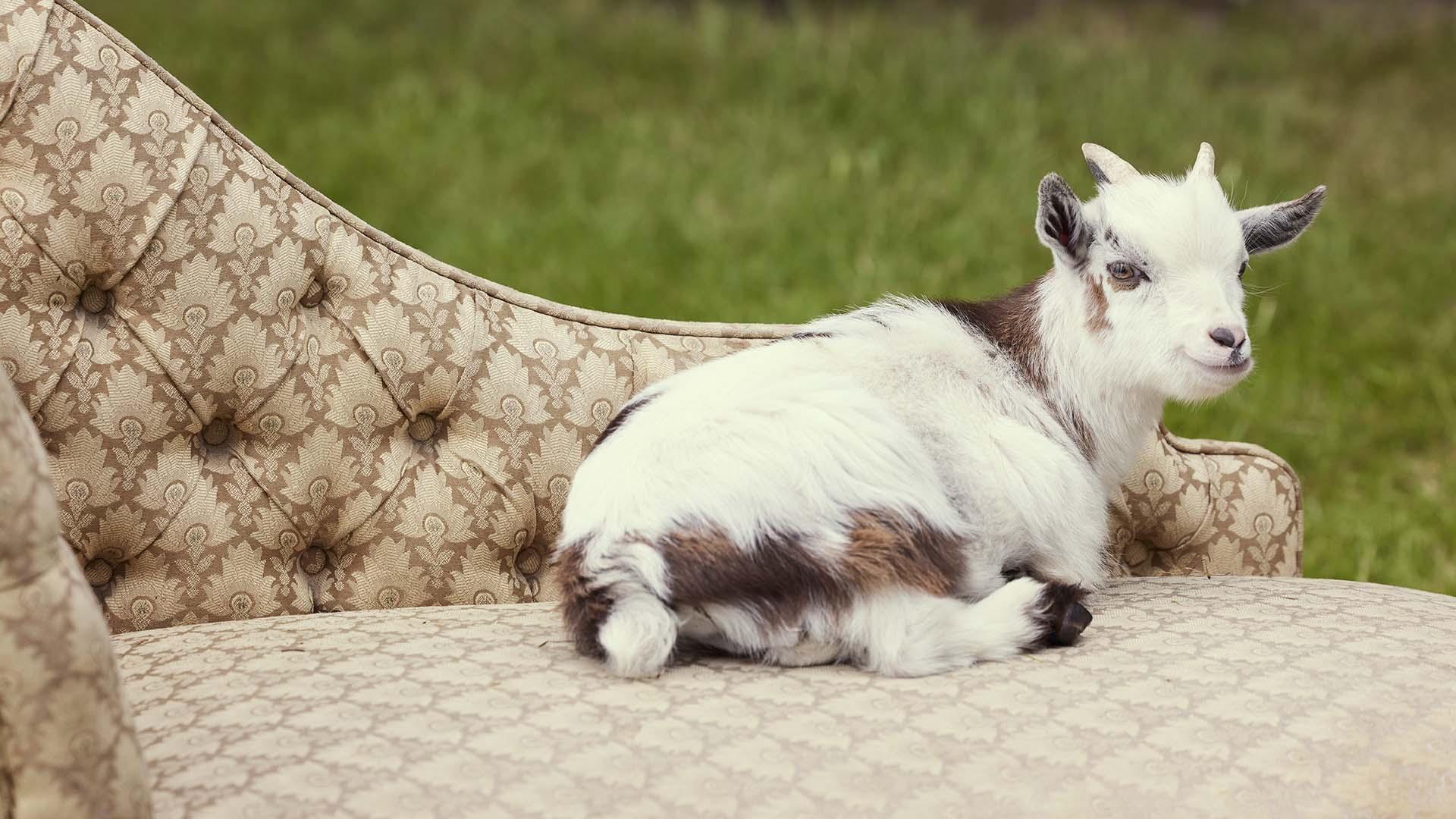 scene from All Creatures Great & Small