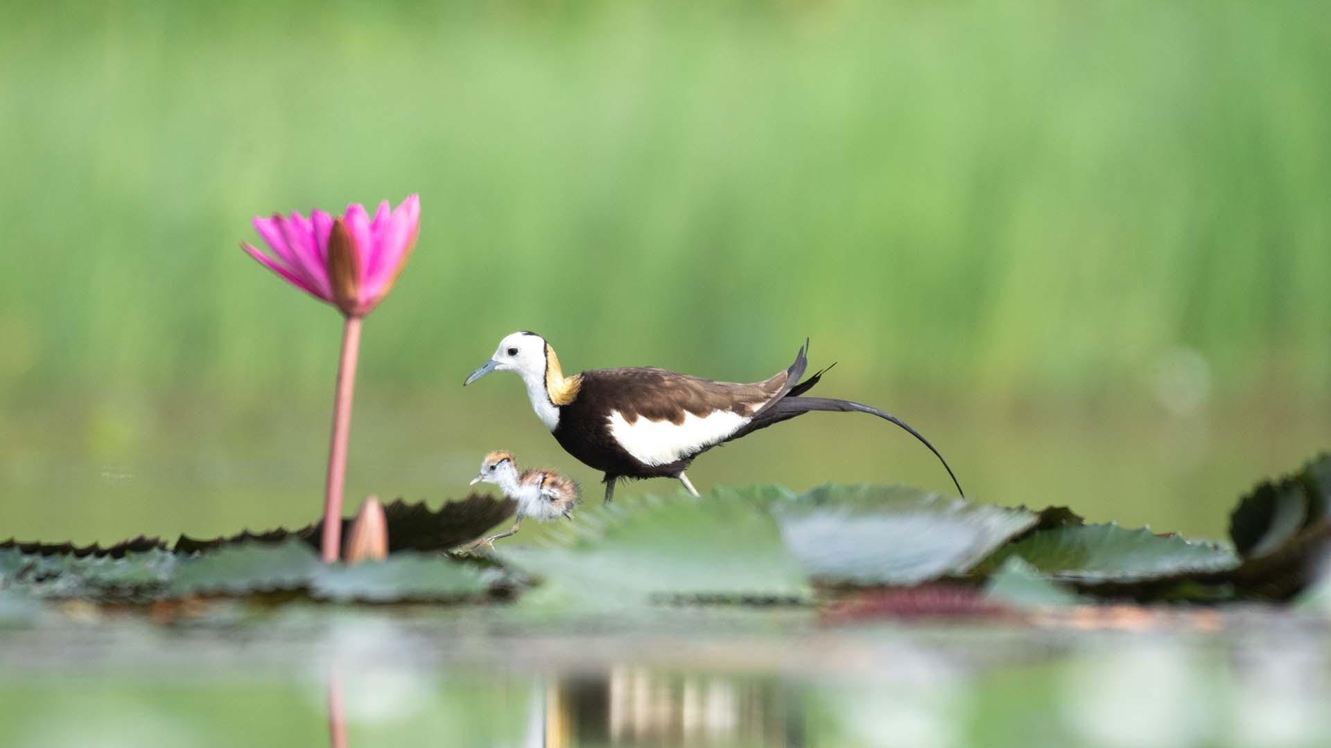 scene from Parenthood: Fresh Water