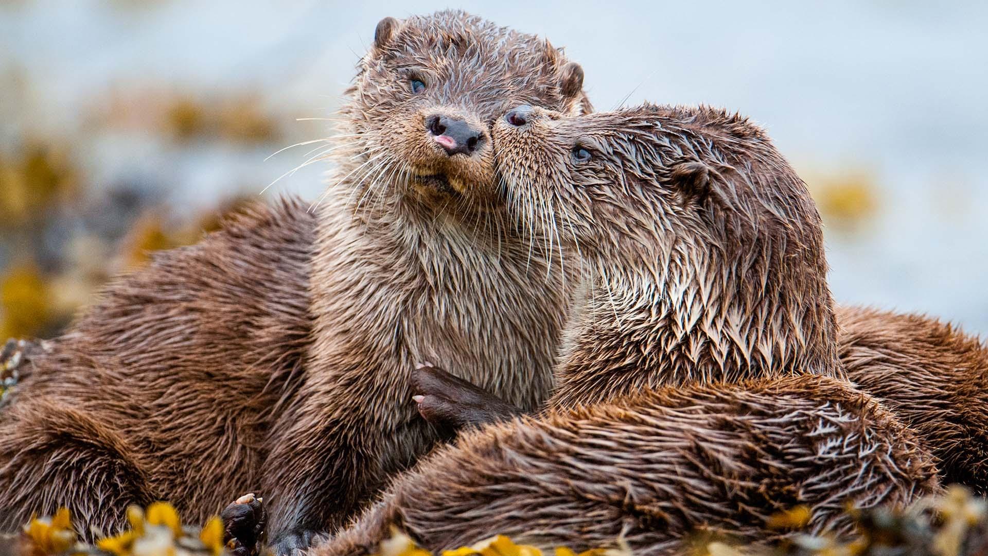 Otters