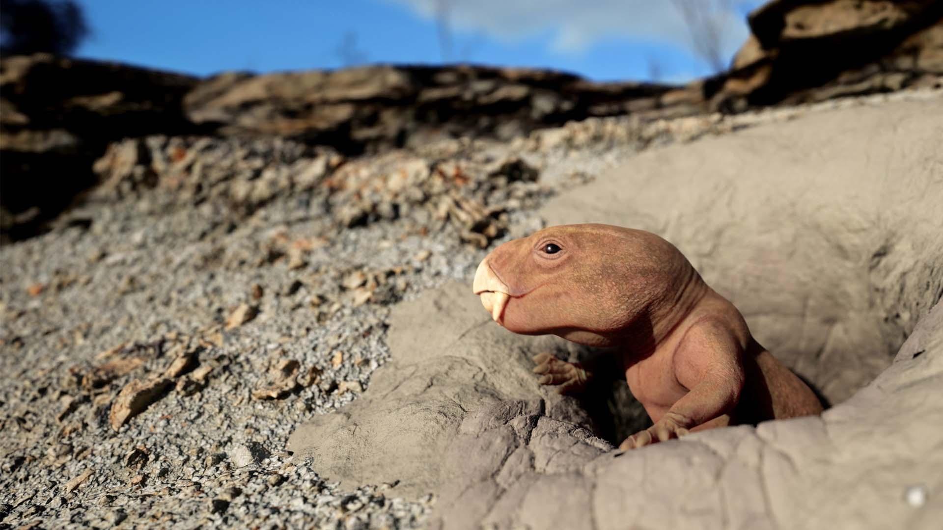 scene from NOVA: Mammal Origins