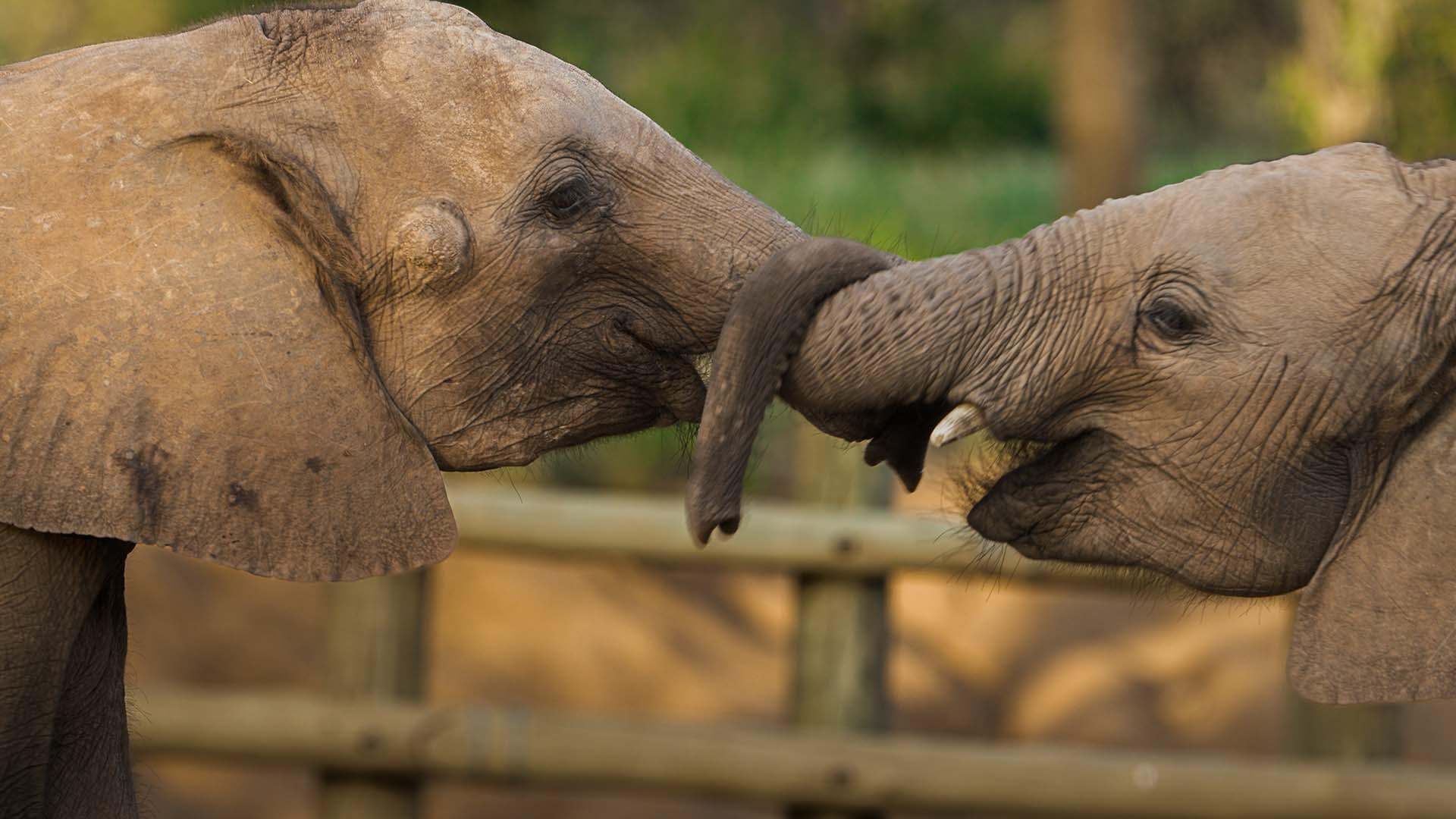 Elephants